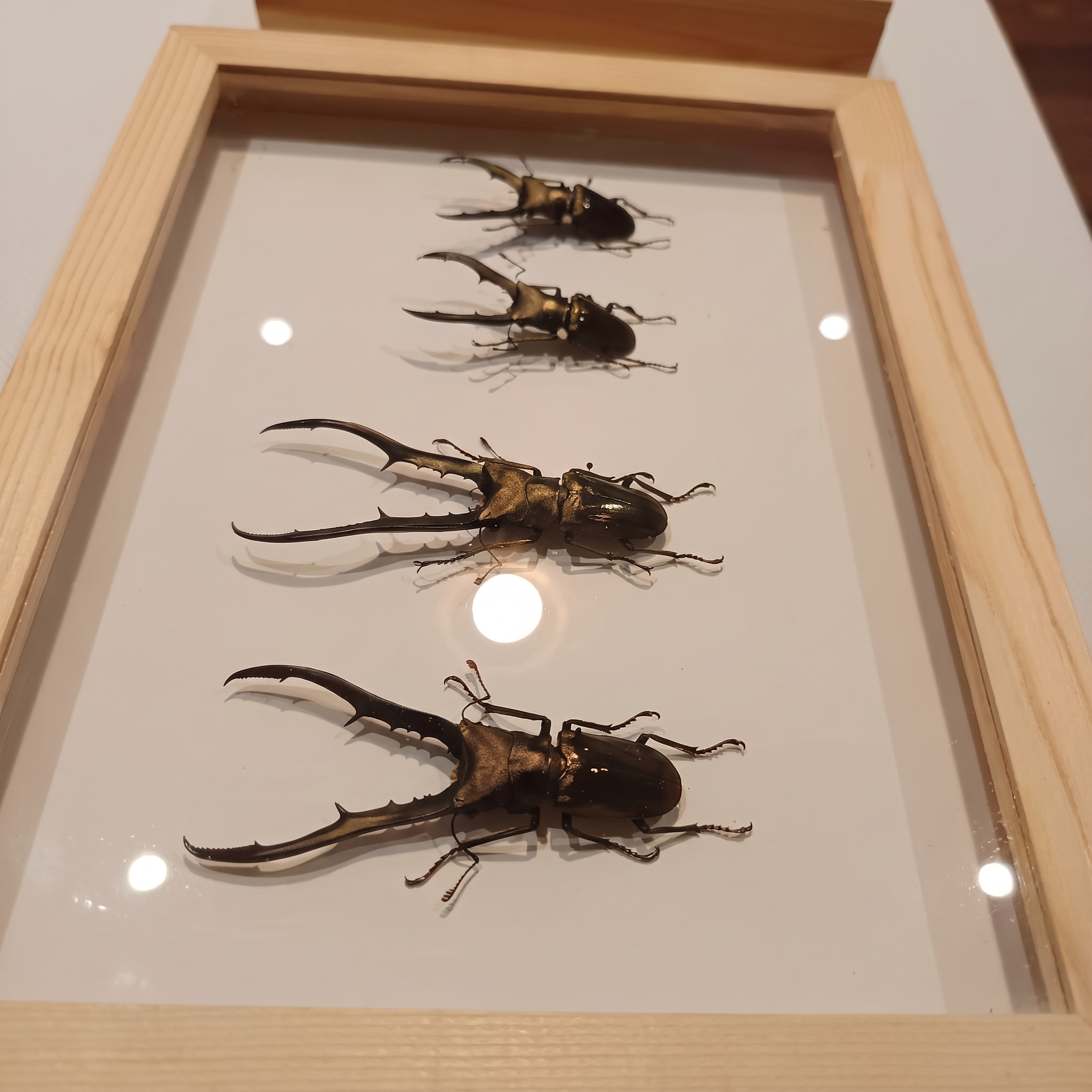 Colección entomológica de escarabajos exhibida en un marco