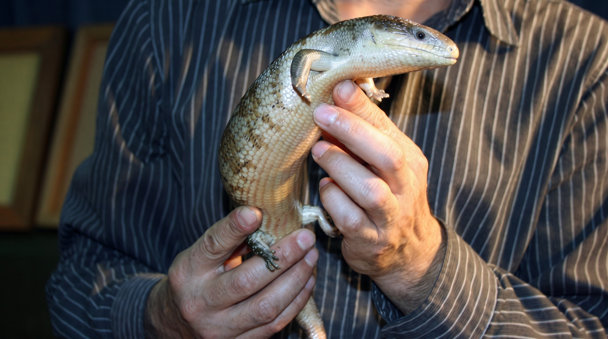 Reptil sostenido cuidadosamente durante una actividad educativa