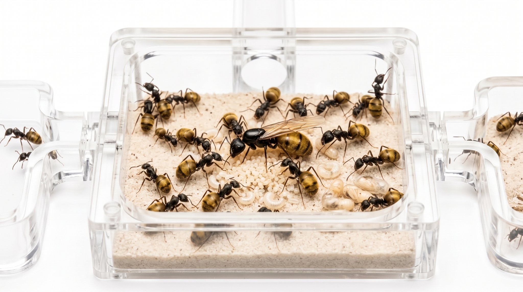 Colonia de Camponotus chilensis